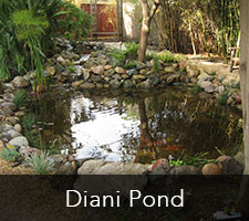 Diani Pond Project