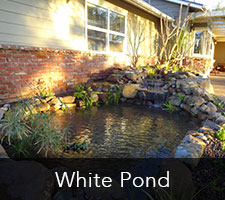 White Pond Project