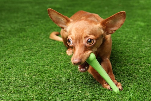 Is artificial grass good for pets