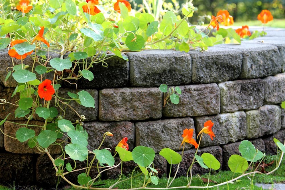 7 Retaining Wall Ideas That Will Elevate Your Landscaping