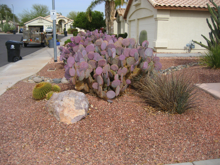cactus xeriscape 2