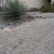 SOFTSCAPES XERISCAPES DESERT LANDSCAPING THUMBNAIL 2