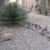 SOFTSCAPES XERISCAPES DESERT LANDSCAPING THUMBNAIL 4