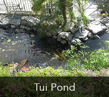 Tui Pond Project