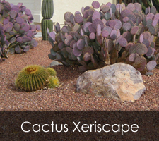 Cactus Xeriscapes Project
